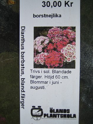 Borstnejlika  
Dianthus barbatus, blandade färger  
2009-05-02 004  
Granudden  
Färjestaden  
Öland