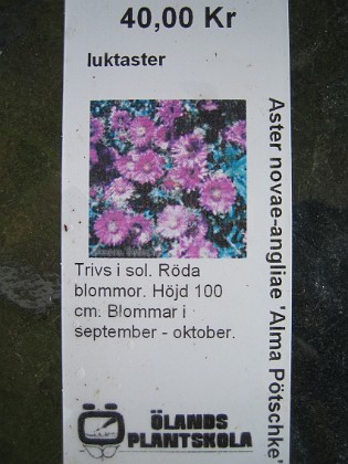 Luktaster 
Aster novae-angliae 'Alma Pötschke'