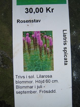 Rosenstav 
Liatris Spicata