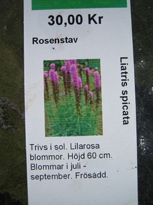 Rosenstav