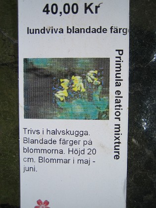 Lundviva, blandade färger 
Primula elatior mixture