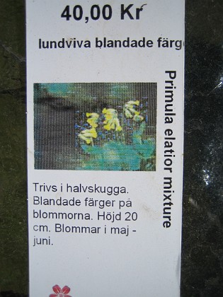 Lundviva, blandade färger