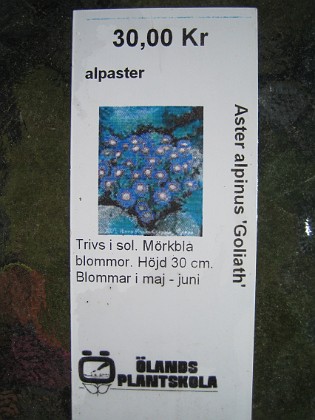 Alpaster 
Aster Alpinus 'Goliath'