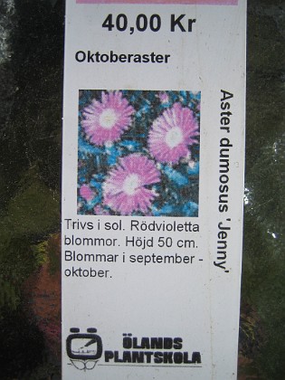 Oktoberaster 
Aster Dumosus 'Jenny'