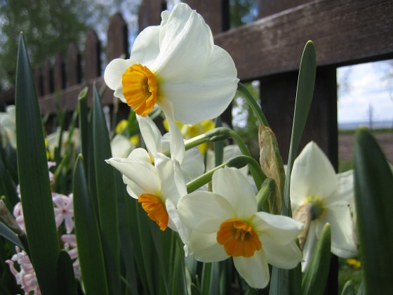 Narcisser  
  
2009-05-09 013  
Granudden  
Färjestaden  
Öland