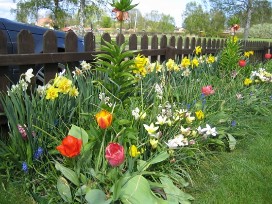 Staket, höger  
Narcisser och Tulpaner  
2009-05-09 019  
Granudden  
Färjestaden  
Öland