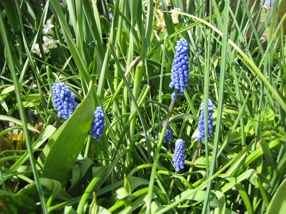 Pärlhyacinter  
  
2009-05-09 036  
Granudden  
Färjestaden  
Öland