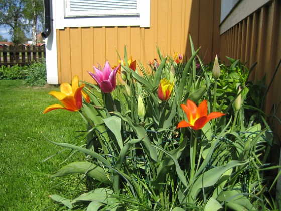 Liljeblommiga tulpaner  
  
2009-05-09 058  
Granudden  
Färjestaden  
Öland