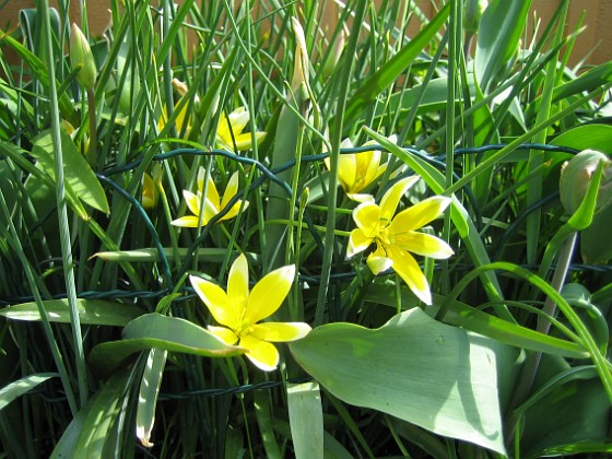 Flocktulpaner  
  
2009-05-09 079  
Granudden  
Färjestaden  
Öland