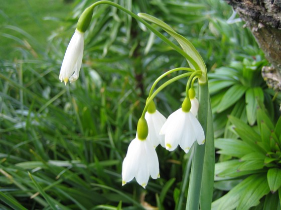 Sommarsnöklocka {  } 