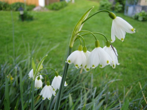 Sommarsnöklocka {  } 