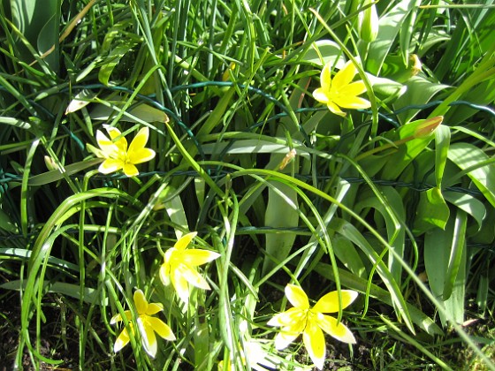 Flocktulpaner  
  
2009-05-09 141  
Granudden  
Färjestaden  
Öland