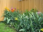 Liljeblommiga tulpaner  
  
2009-05-09 080