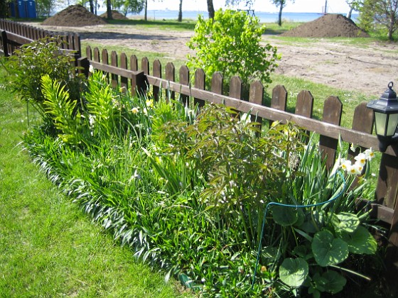 Granudden  
Mina Pioner börjar växa till sig riktigt rejält.  
2009-05-17 005  
Granudden  
Färjestaden  
Öland