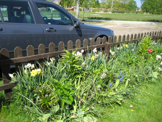 Granudden  
Narcisserna sjunger på sista versen. Nu kommer Liljorna!  
2009-05-17 006  
Granudden  
Färjestaden  
Öland