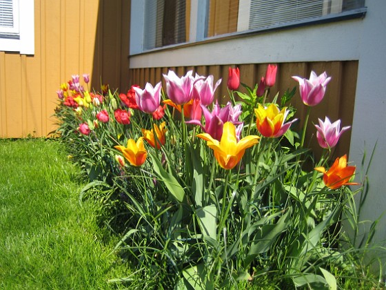 Tulpaner  
  
2009-05-17 017  
Granudden  
Färjestaden  
Öland