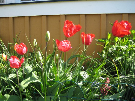 Papegojtulpaner  
  
2009-05-17 033  
Granudden  
Färjestaden  
Öland