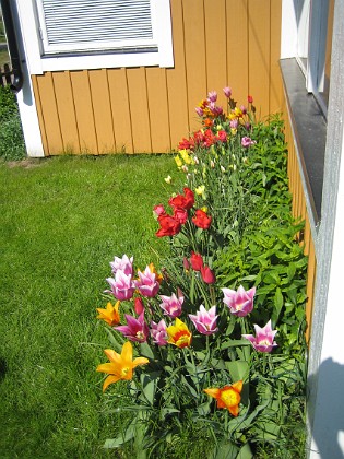 Tulpaner  
  
2009-05-17 094  
Granudden  
Färjestaden  
Öland