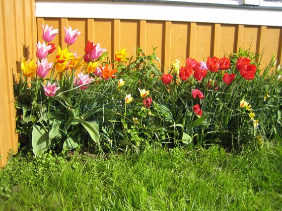 Tulpaner  
  
2009-05-17 102  
Granudden  
Färjestaden  
Öland