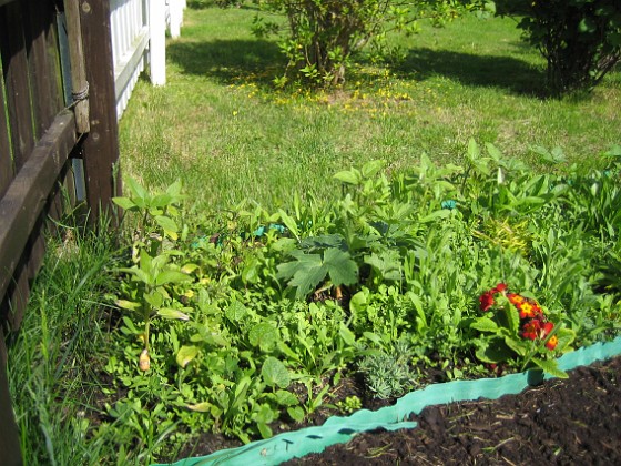 Bakgården  
Välkommen till Peters grönsaksodling! Nej inte alls, jag bara skämtar. Det här är mina frön som har grott så in i norden.  
2009-05-21 007  
Granudden  
Färjestaden  
Öland