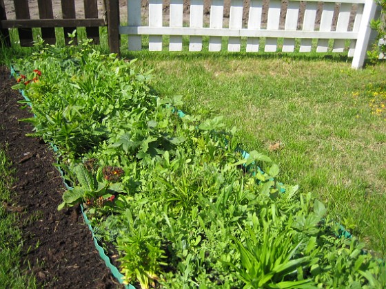 Bakgården  
Här kommer det säkert att bli massor av blommor. Observera Solrosorna längst bak.  
2009-05-21 008  
Granudden  
Färjestaden  
Öland