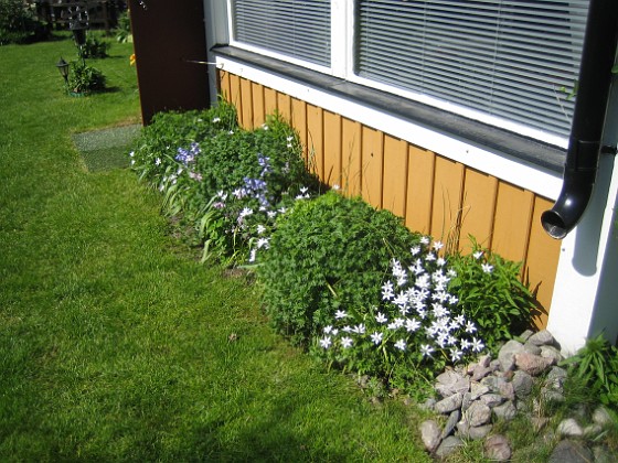 Altan  
Här är det Blodnäva (de tre gröna 'bollarna'), samt Astrar i bakkant. De vita blommorna är okända skönheter.  
2009-05-21 010  
Granudden  
Färjestaden  
Öland