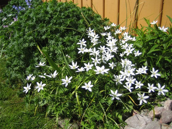 Vita blommor  
Jag tror att detta kan vara någon slags vild lök, inget jag har satt men vacker är den.  
2009-05-21 011  
Granudden  
Färjestaden  
Öland