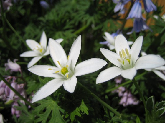 Vita blommor  
  
2009-05-21 017  
Granudden  
Färjestaden  
Öland