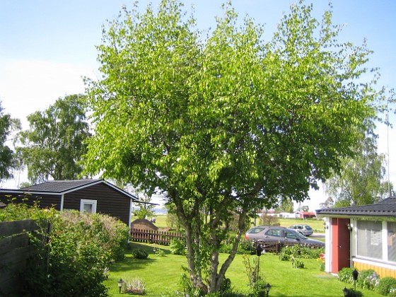 Björken  
  
2009-05-21 028  
Granudden  
Färjestaden  
Öland