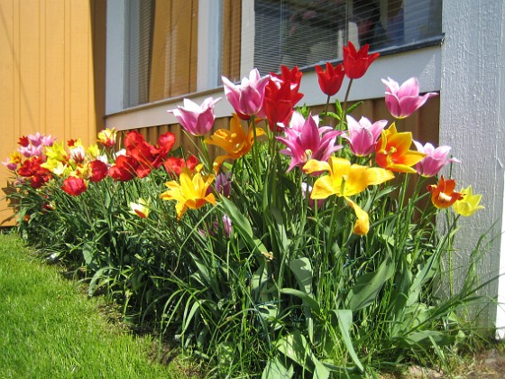 Tulpaner  
  
2009-05-21 032  
Granudden  
Färjestaden  
Öland