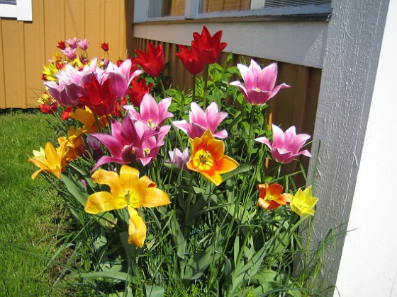 Tulpaner  
  
2009-05-21 033  
Granudden  
Färjestaden  
Öland