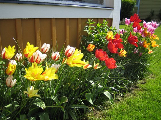 Tulpaner  
  
2009-05-21 078  
Granudden  
Färjestaden  
Öland