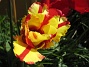 Papegojtulpaner  
  
2009-05-21 050