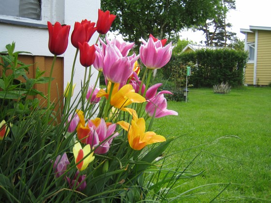 Tulpaner  
  
2009-05-24 002  
Granudden  
Färjestaden  
Öland