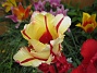 Tulpan  
  
2009-05-24 013
