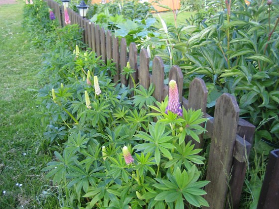 Lupiner  
  
2009-06-06 003  
Granudden  
Färjestaden  
Öland