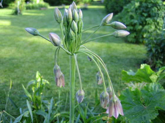 Honungslök  
  
2009-06-06 006  
Granudden  
Färjestaden  
Öland