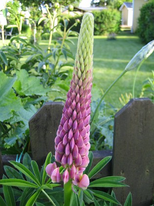 Lupin  
Regnbågslupin 'Russel Strain'  
2009-06-06 007  
Granudden  
Färjestaden  
Öland