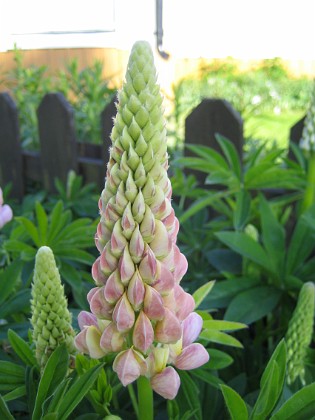 Lupin  
Regnbågslupin 'Russel Strain'  
2009-06-06 009  
Granudden  
Färjestaden  
Öland