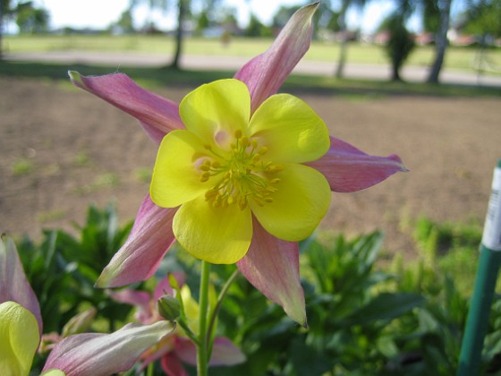 Pastellakleja 'McKana Giants' 
