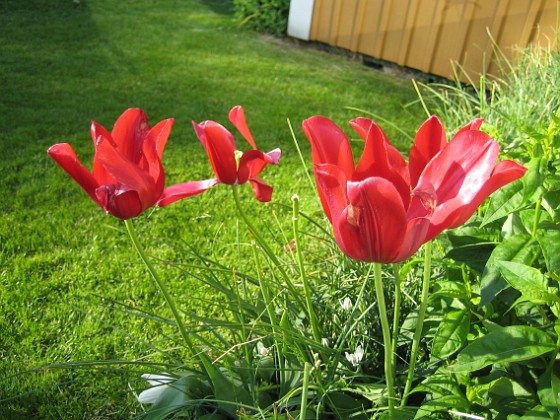 Tulpaner  
  
2009-06-06 075  
Granudden  
Färjestaden  
Öland