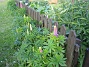 Lupiner  
  
2009-06-06 003