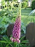 Lupin  
Regnbågslupin 'Russel Strain'  
2009-06-06 007