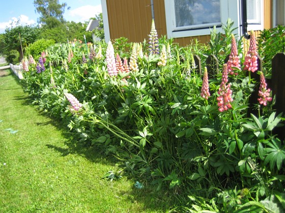 Regnbågslupin 'Russel Strain'