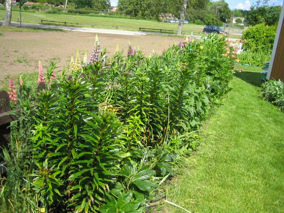 Staket, höger  
  
2009-06-14 028  
Granudden  
Färjestaden  
Öland