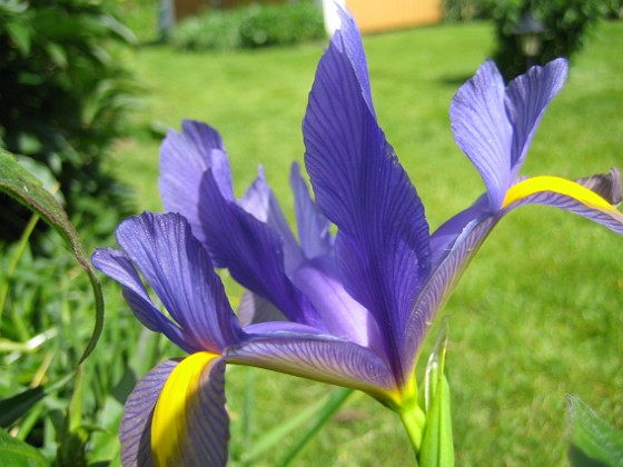 Iris