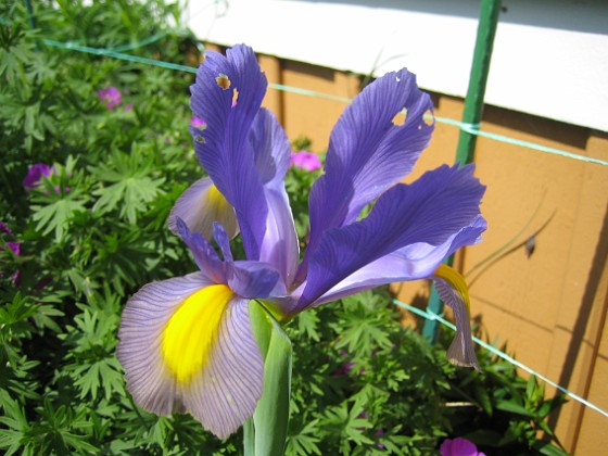 Iris 
