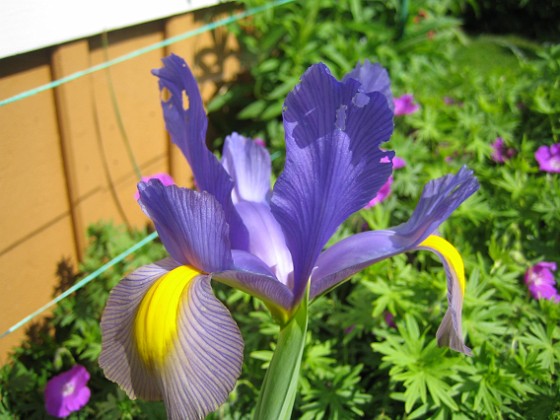 Iris 
