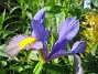 Iris  
  
2009-06-14 029