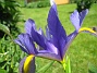 Iris  
  
2009-06-14 030